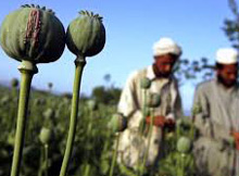 در مورد وضعیت مواد مخدر در افغانستان