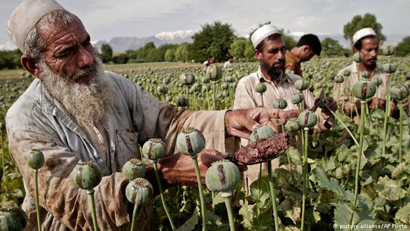 مبارزۀ معکوس با مواد مخدر در افغانستان 